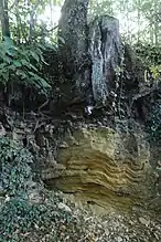 L'affleurement de siltite sous les racines d'un arbre sur le chemin de La Planchette