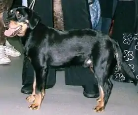 Chien courant du Småland, variété à queue longue.