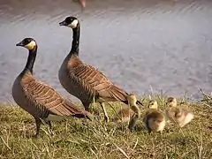 Branta hutchinsii