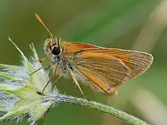 Thymelicus sylvestris (Cantabria, Espagne)