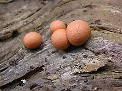 Lycogala epidendrum au plasmode d'un beau rose « dentifrice » avant de devenir brun terne et poudreux à maturité