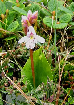 Description de l'image Small round-leaved Orchid.jpg.