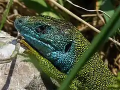 Photographie de la tête d’un lézard vert.