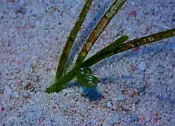 Nérite émeraude (Smaragdia viridis) sur une feuille de posidonie.