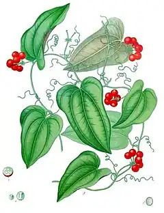 Description de l'image Smilax aristolochiifolia - Köhler–s Medizinal-Pflanzen-130.jpg.