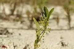 Description de l'image Smilax campestris.jpg.