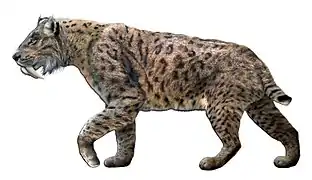 Tigre à dents de sabre (Smilodon fatalis)