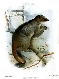 Description de l'image Smit.Pseudochirus dahli.jpg.