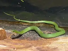 Description de l'image Smooth Green Snake.jpg.