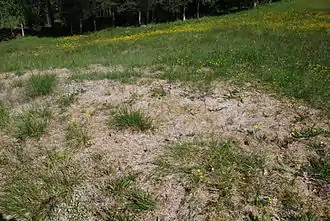 Pelouse avec des grandes plaques d'herbe aplaties et gris rosé