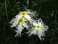 Fleur (Parc national du Gunung Mulu, Malaisie)