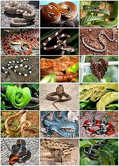 Description de l'image Snakes Diversity.jpg.