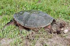 Une tortue serpentine femelle (Chelydra serpentina) à la recherche d'un endroit convenable pour pondre.