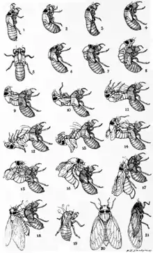 Dessin en noir et blanc représentant différents stades de la mue d'un insecte ailé.
