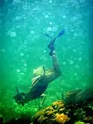 Snorkeling (exploration à la palme) du récif