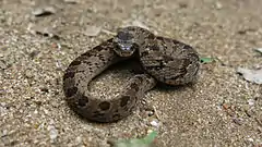 Description de l'image Snouted Night Adder, Causus defilippii.jpg.