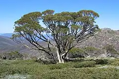 Description de l'image Snow_Gum_on_the_Dead_Horse_Gap_Walk.jpg.