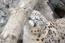 Panthère des neiges se frottant contre une branche.