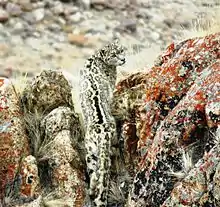 Panthère des neiges de dos, la tête tournée vers le photographe, son pelage se confond avec les rochers couverts de lichens