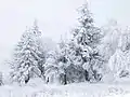 forêt en hiver près du Col de Chipka