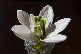 Fleur avec six tépales externes.