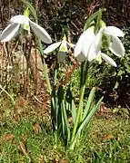 Galanthus nivalis 'Atkinsii'.