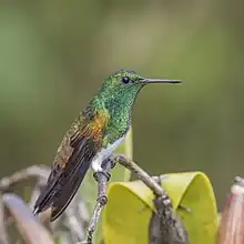 Petit oiseau posé sur une branche, le bec comme un clou, la tête, le cou, les épaules vertes, le ventre blanc, le bas du corps ocre et noir avec des reflets jaunes à l'épaule.