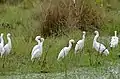 Groupe d’aigrettes (Mato Grosso, Brésil)