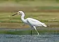 Aigrette neigeuse dans le Jamaica Bay Wildlife Refuge (en) à New York. Aout 2021.