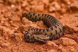 Vipera latastei