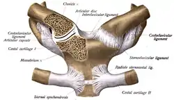 L'articulation sterno-claviculaire avec ses ligaments