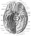 Gyrus fusiforme vu selon une vue ventrale.
