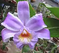 Sobralia decora