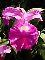 Sobralia macrantha