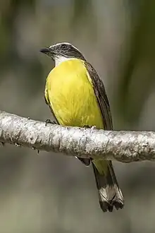 Vue d'un tyran sociable posé sur une branche. On distingue le dessous en jaune, la gorge blanche, la tête noire avec des sourcils blancs.