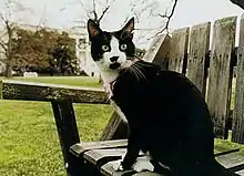 Chat noir et blanc sur un banc.