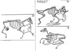 cimetière d'animaux,