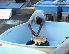 Cette tortue est soignée pour des lésions cutanées au niveau de la carapace et des nageoires.