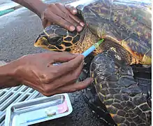 Cette tortue reçoit un antiparasitaire.