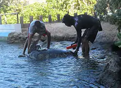 Les soigneurs David et Alain brossent une tortue pour éliminer les algues qui poussent sur sa carapace.