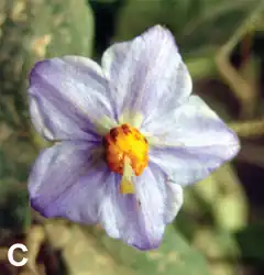 Description de l'image Solanum baretiae flower.png.