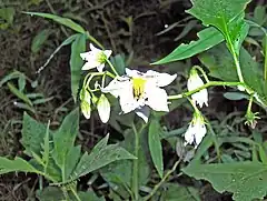 Description de l'image Solanum carolinense (homeredwardprice) 001.jpg.