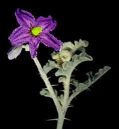 Description de l'image Solanum diversiflorum - Flickr - Kevin Thiele.jpg.