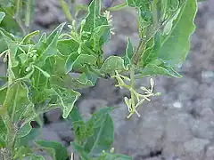 Description de l'image Solanum morelliforme0.jpg.