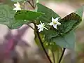 Fleurs de Solanum nigrum.