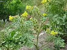  Solanum rostratum, plante épineuse nord-américaine, est la plante-hôte sur laquelle le doryphore a été découvert