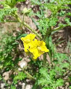 Description de l'image Solanum rostratum (Familyː Solanaceae) - Flowers.jpg.