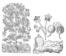 Illustration extraite de Theatri botanici (1671), de Gaspard Bauhin.