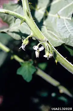 Description de l'image Solanum viarum 2132028.jpg.