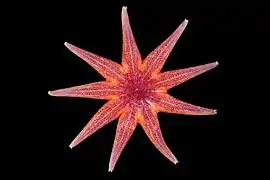 Solaster endeca